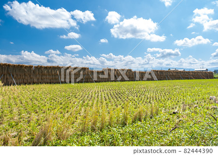 Scenery of rice fields after harvesting Nomi City, Ishikawa Prefecture Scenery of rice fields after harvesting Nomi City, Ishikawa Prefecture 82444390