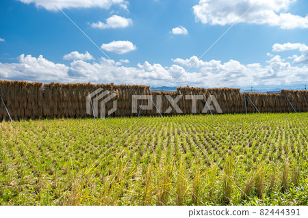 Scenery of rice fields after harvesting Nomi City, Ishikawa Prefecture Scenery of rice fields after harvesting Nomi City, Ishikawa Prefecture 82444391