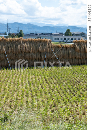 石川縣能美市收割後的稻田景色 石川縣能美市收割後的稻田景色 82444392