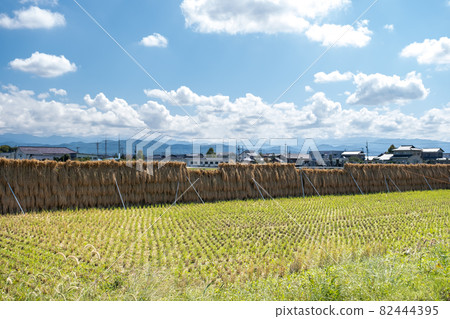 Scenery of rice fields after harvesting Nomi City, Ishikawa Prefecture Scenery of rice fields after harvesting Nomi City, Ishikawa Prefecture 82444395