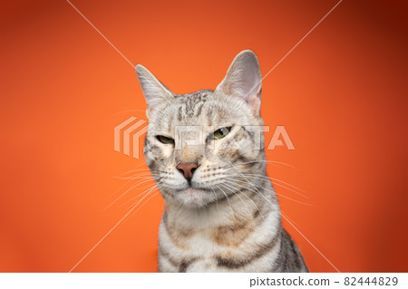 bengal cat looking angrily and disappointed on orange background bengal cat looking angrily and disappointed on orange background 82444829