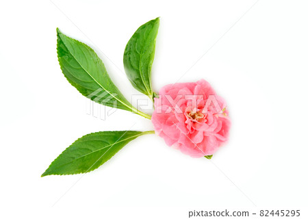 balsam flowers isolated on a white background balsam flowers isolated on a white background 82445295