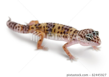 Leopard gecko or Eublepharis macularius isolated on white background with clipping path and full depth of field 82445927