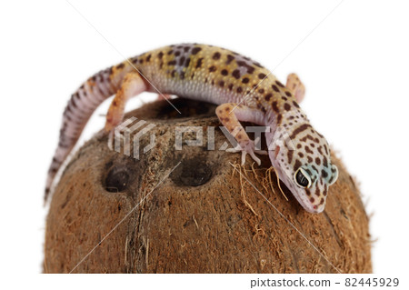 Leopard gecko or Eublepharis macularius isolated on white background with clipping path and full depth of field 82445929