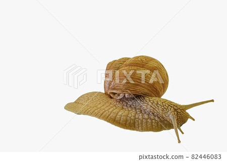 Common Garden Snail isolated on a white background. Grape snail isolated on a white background. Helix pomatia, burgundy snail, Roman snail, edible snail, escargot Common Garden Snail isolated on a white background. Grape snail isolated on a white background. Helix pomatia, burgundy snail, Roman snail, edible snail, escargot 82446083