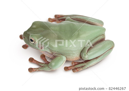 The Australian green tree frog isolated on white background with clipping path and full depth of field The Australian green tree frog isolated on white background with clipping path and full depth of field 82446267