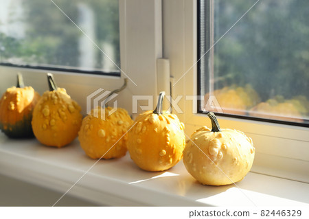 Set of many different small mini warty yellow decorative pumpkins on white windowsill at home interior. Halloween house seasonal traditional decoration. Natiral plant decor Set of many different small mini warty yellow decorative pumpkins on white windowsill at home interior. Halloween house seasonal traditional decoration. Natiral plant decor 82446329