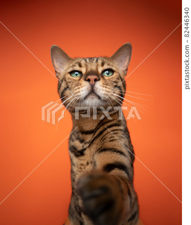 curious bengal cat with green eyes reaching for camera curious bengal cat with green eyes reaching for camera 82446340
