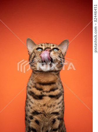 hungry brown bengal cat with green eyes making funny face licking lips 82446451
