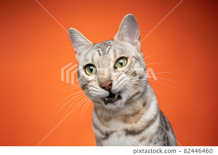 bengal cat looking shocked or surprised on orange background 82446460