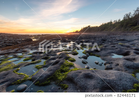 Botanical Beach on the West Coast of Pacific Ocean. 82448171