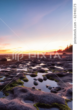 Botanical Beach on the West Coast of Pacific Ocean. 82448173