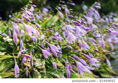 Beautiful fresh lilac hosta or palntain lily flowers growing on flowerbed in ornamental graden on spring day. Close-up natural purple floral background 82449691