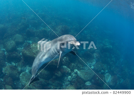 Dolphin Dolphin 82449900