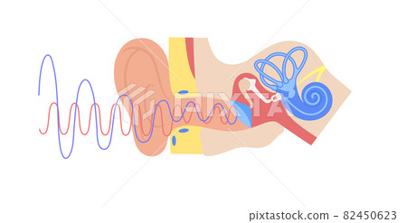 Ear anatomy poster 82450623