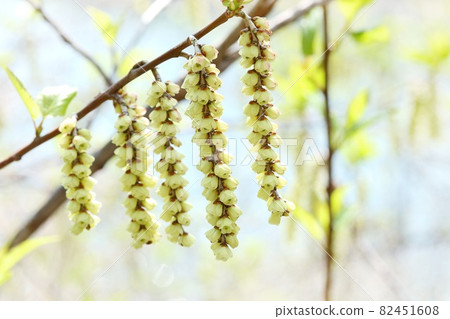 Kibushi 樹清醒花黃色簇絨早春 82451608