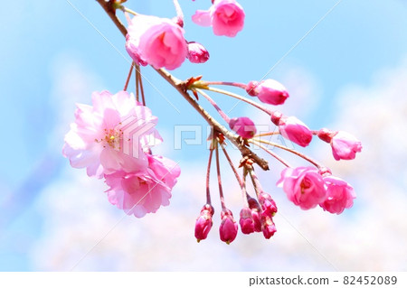 Akita Kakunodate Weeping Akita Kakunodate Shidare Weeping Cherry Pink Close-up Blue Sky Background Akita Kakunodate Weeping Akita Kakunodate Shidare Weeping Cherry Pink Close-up Blue Sky Background 82452089