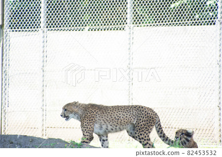 Cheetah Cheetah 82453532