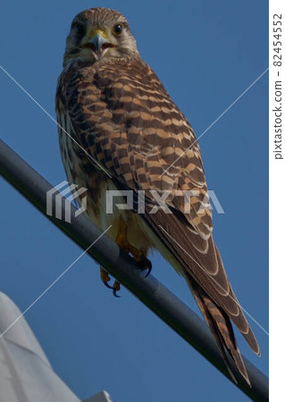 Chrysanthemum 82454552