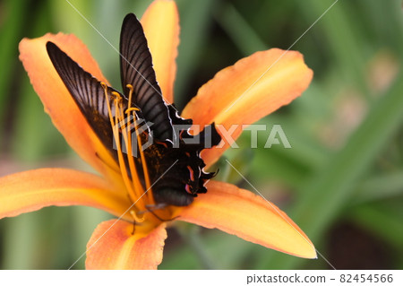 Swallowtail butterfly sucking the nectar of a lily flower Swallowtail butterfly sucking the nectar of a lily flower 82454566
