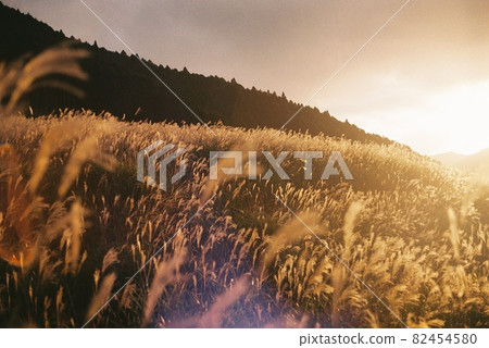 日本潘帕斯草殖民地和日落 82454580