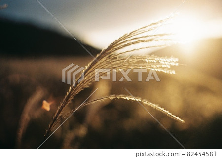 Susuki和夕陽 82454581