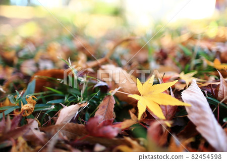 A yellow maple A yellow maple 82454598