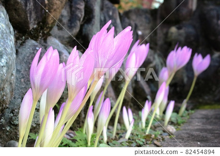 Autumn crocus with the same stem angle Autumn crocus with the same stem angle 82454894