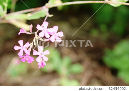 秋天開花的蟋蟀 秋天開花的蟋蟀 82454902