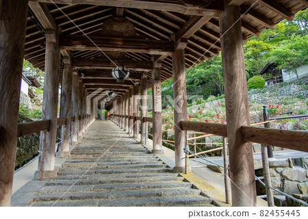 奈良縣櫻井市長谷寺走廊旁盛開的牡丹花和僧侶 82455445