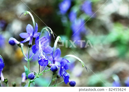 花季即將結束的Tripora 82455624