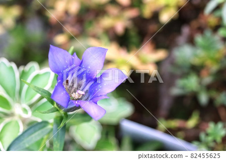 The gentian begins to bloom and the petals also photosynthesize! The gentian begins to bloom and the petals also photosynthesize! 82455625