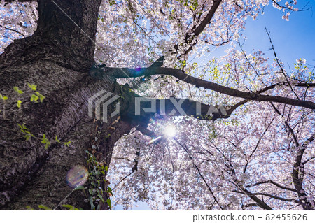 從下仰望大櫻花樹，滿天櫻花，低角度 82455626