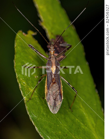 Adult Assassin Bug 82456327