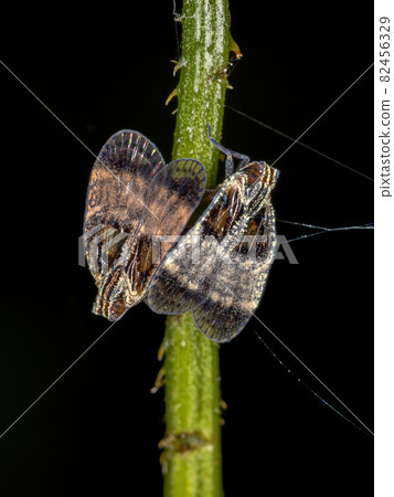 Adult Small Planthoppers 82456329