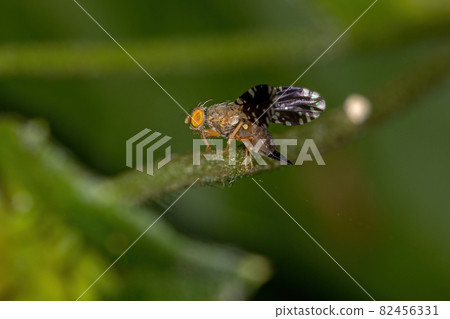Adult Fruit Fly Adult Fruit Fly 82456331