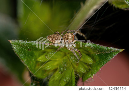 Small Jumping Spider 82456334