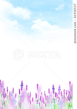 Lavender field in full bloom watercolor background material 82456537