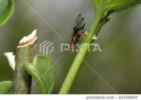 Creatures, insects, Anopheles mosquito, Anopheles mosquito, late March. Moving around on the young branches of Mayumi 82456650