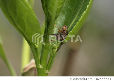 Creatures Insects Anopheles mosquito, Anopheles mosquito, Mayumi's young shoots are spawning with their hips attached? Creatures Insects Anopheles mosquito, Anopheles mosquito, Mayumi's young shoots are spawning with their hips attached? 82456654