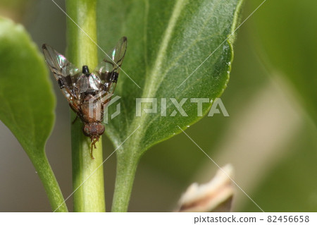 Creatures Insects Tsumamonhasujihamadaramibae, black spots on the wing tip are the origin of the name. Seems to be seen in early spring and early winter 82456658