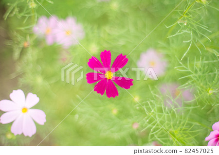 Fluffy pink cosmos Fluffy pink cosmos 82457025