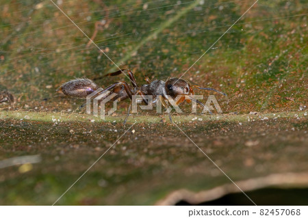 Male Jumping spider Male Jumping spider 82457068