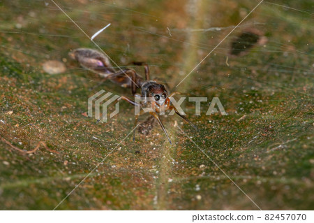 Male Jumping spider 82457070