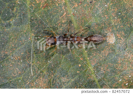 Male Jumping spider 82457072