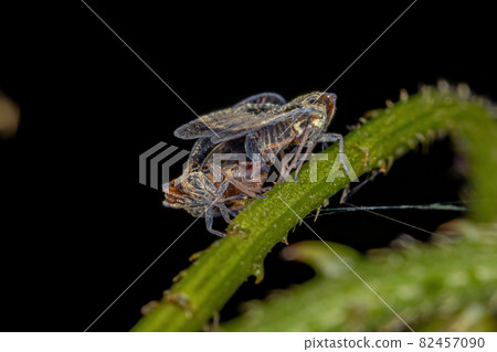 Adult Small Planthoppers Adult Small Planthoppers 82457090