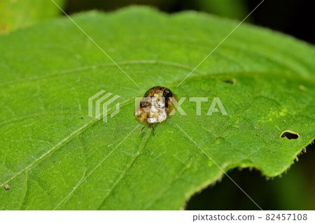 Achyranthes bidentata insect 82457108