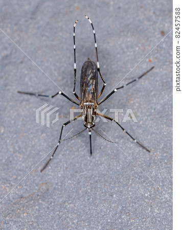 Adult Yellow Fever Mosquito Adult Yellow Fever Mosquito 82457588
