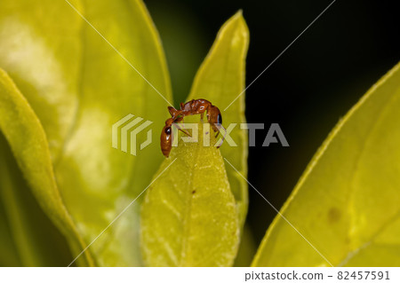 Adult Red Twig Ant 82457591