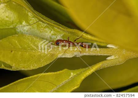 Adult Red Twig Ant 82457594